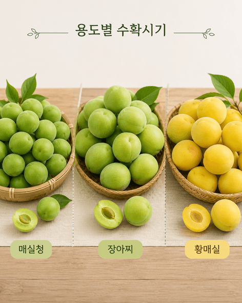 매실수확시기