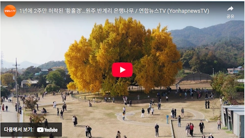 원주 반계리 은행나무