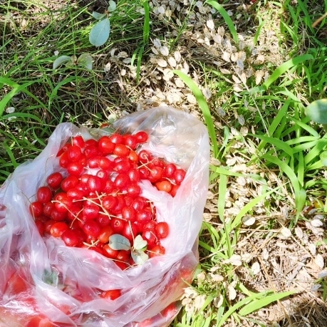 보리수 열매 효능