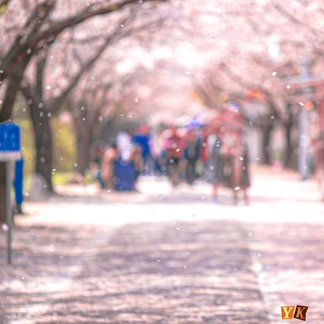 벚꽃 개화시기 2025년 &amp;#44; 전국 벚꽃 명소 BEST 10