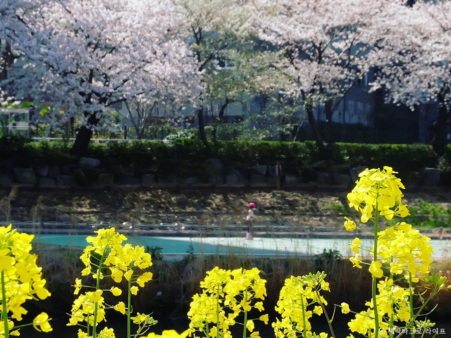 온천천벚꽃사진