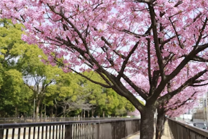 아이 벚꽃 스냅 화보처럼 찍는 구도와 스마트폰 보정 앱