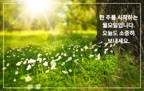 햇빛이 비추고 있는 초원 들꽃