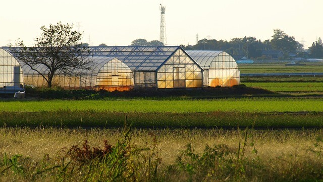 비닐하우스-꿈-해몽