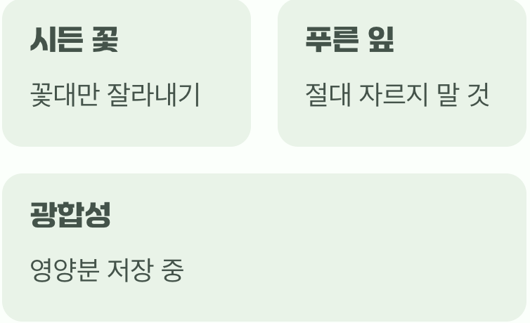 꽃이 진 뒤가 더 중요해요