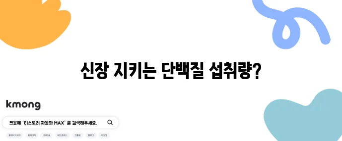 단백질 과다 섭취 신장 부담 줄이는 1일 섭취량 계산이 중요합니다