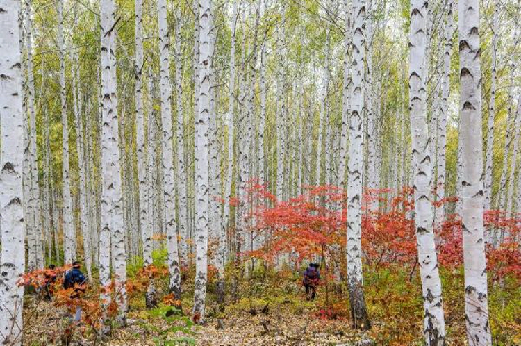 인제 자작나무숲