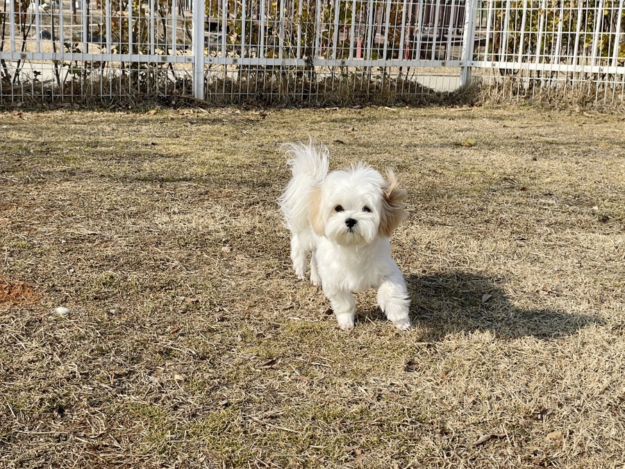 심장병-예방을-위해-열심히-운동하는-강아지