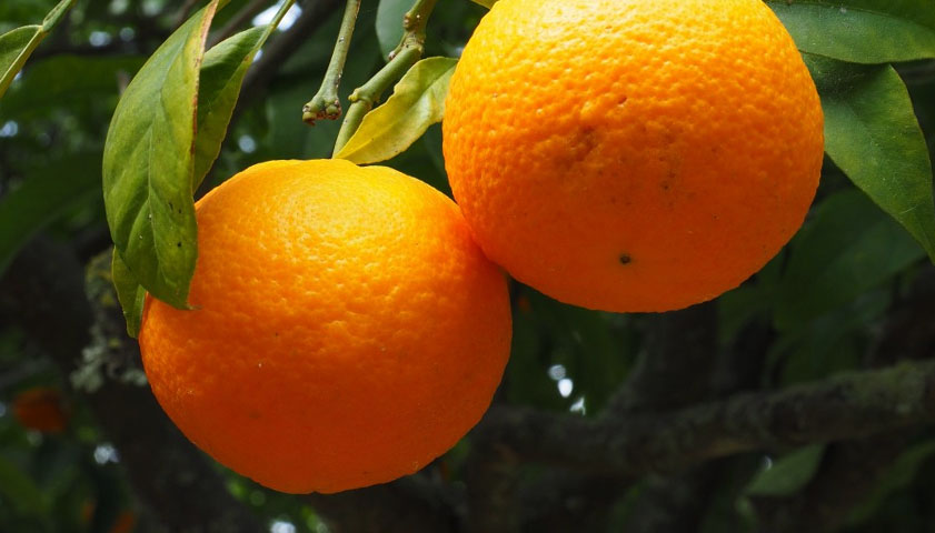 귤 꼭지 반대편