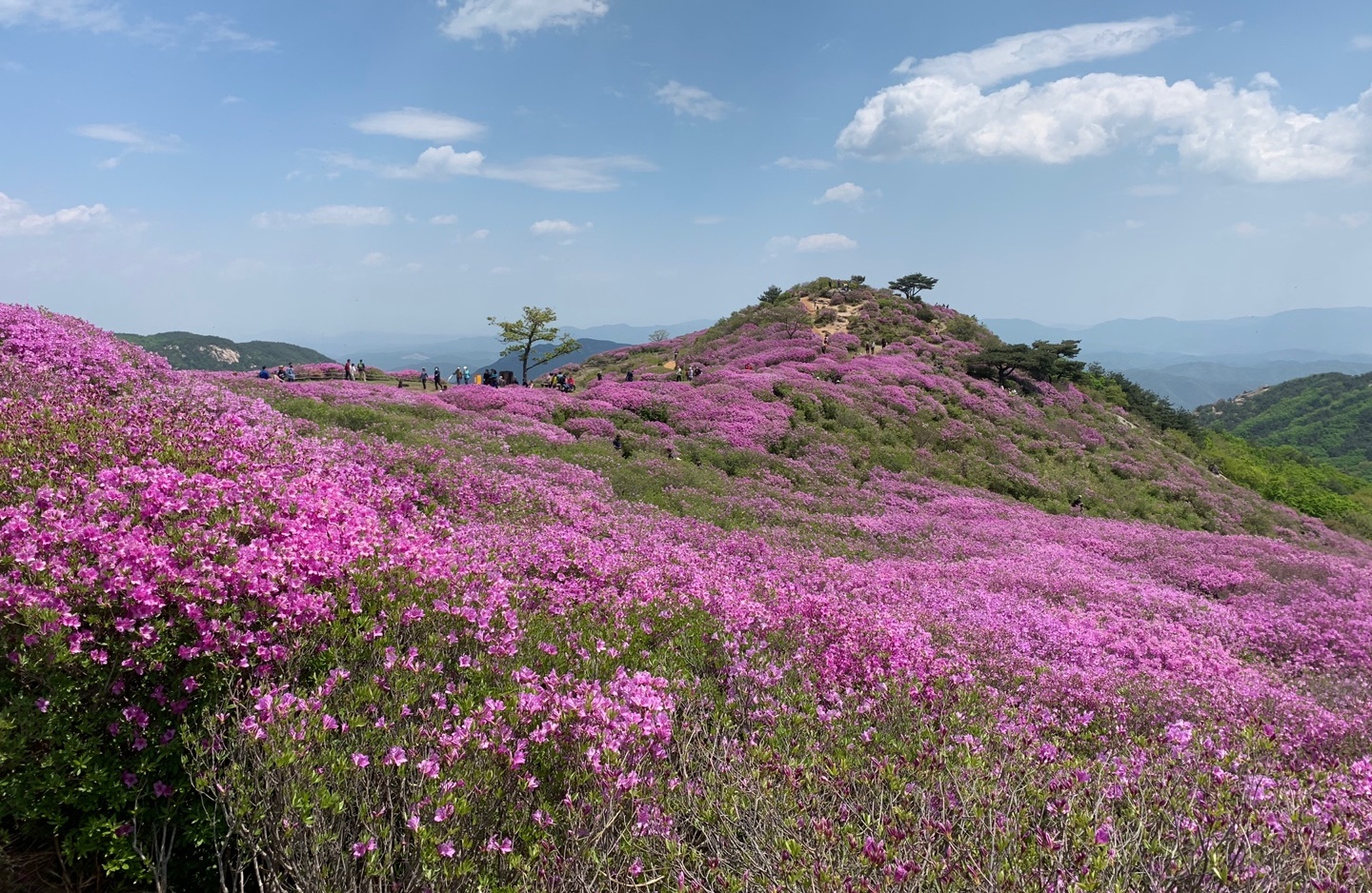 5월 첫째주 황매산 철쭉