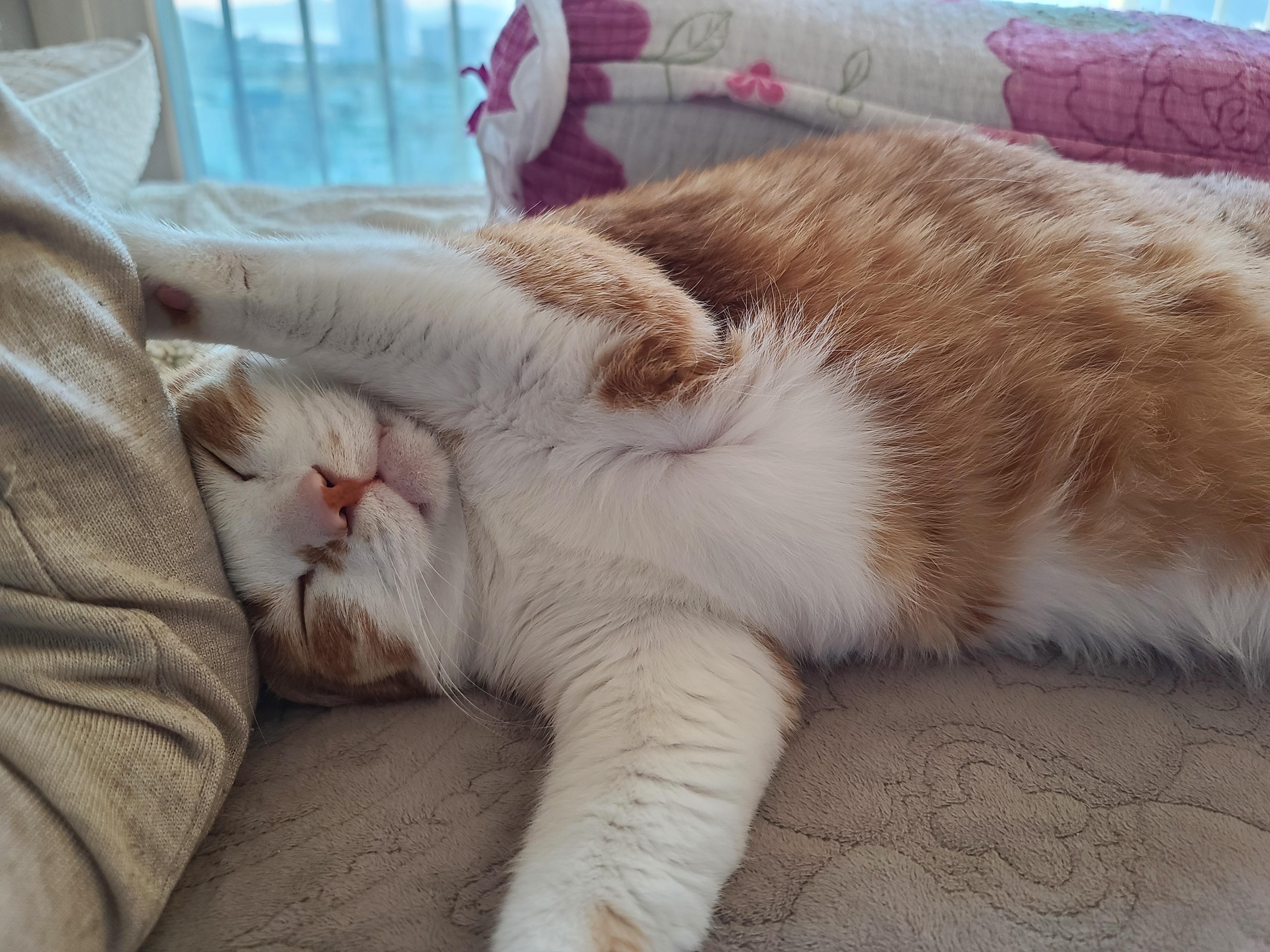 엄마껌딱지 호야가 화장실 사용후 달려오는 이유.