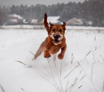 강아지 다리 떨림 6가지 원인과 대처법