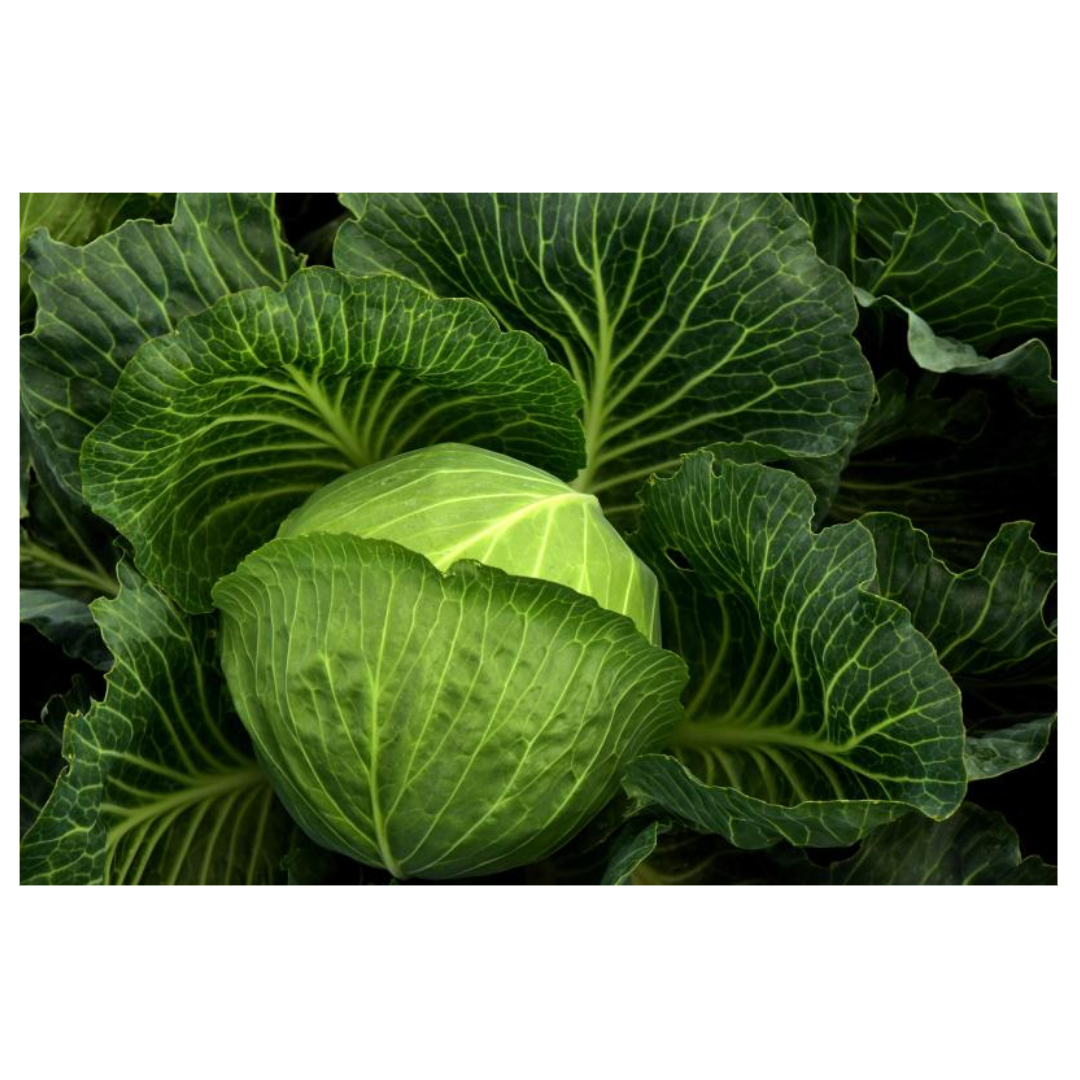 유방암과 관련된 사진입니다.