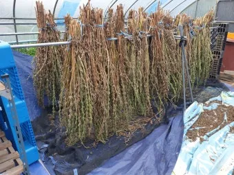 참깨 효능 파종 수확 보관 씻는 법까지 먹는 방법 총정리_15