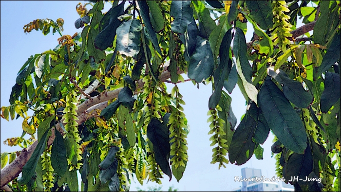 중국굴피나무(Celtis sinensis), 동의보감에도 수록된 약용 나무