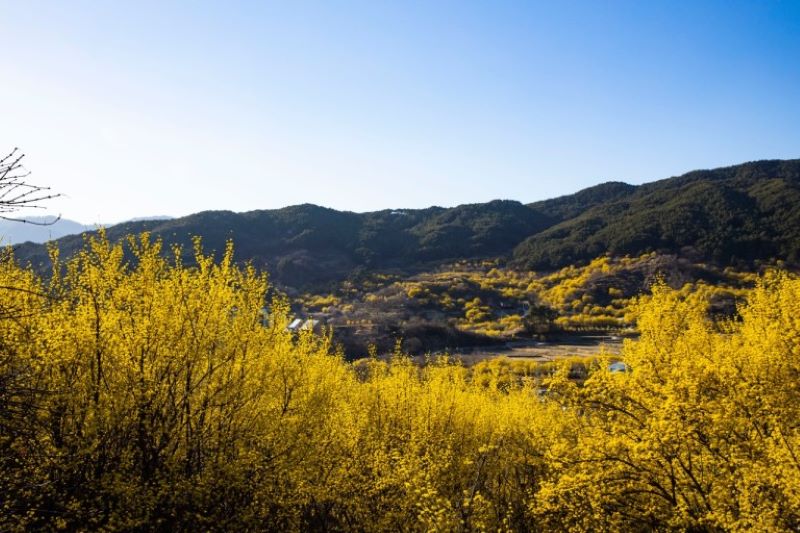 산수유