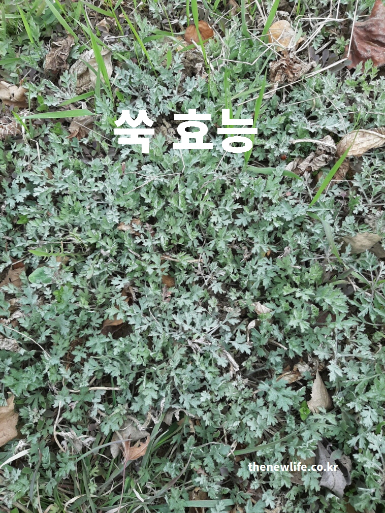 쑥 효능 – 봄과 가을 들판에서 자라는 약초 쑥의 실제 모습