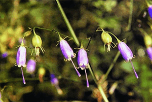 잔대 효능10