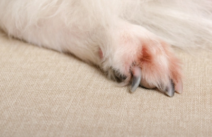 강아지 쿠싱증후군 7가지 원인