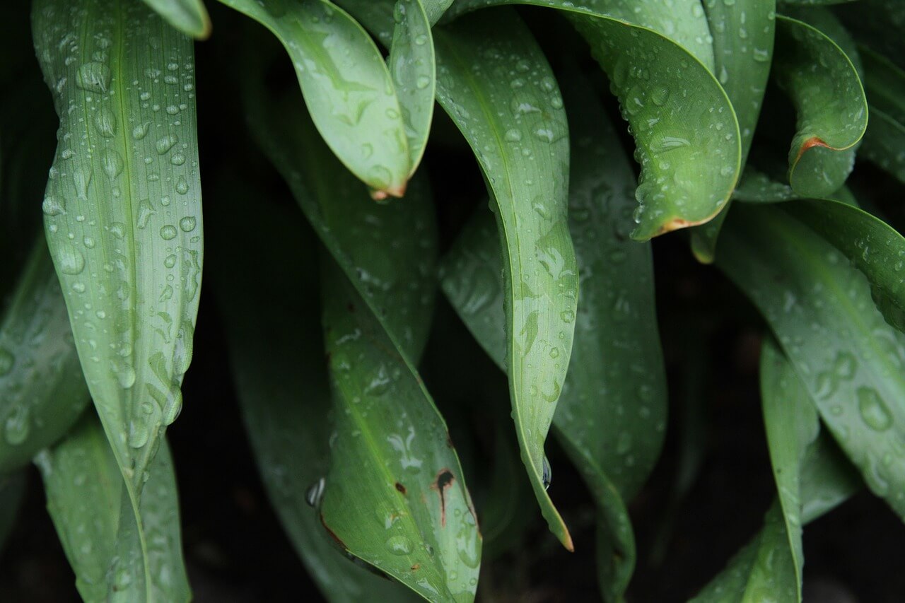 2025년 장마 시작일 지역별 정리 (전국 장마 시기 및 강수 예보 총정리)