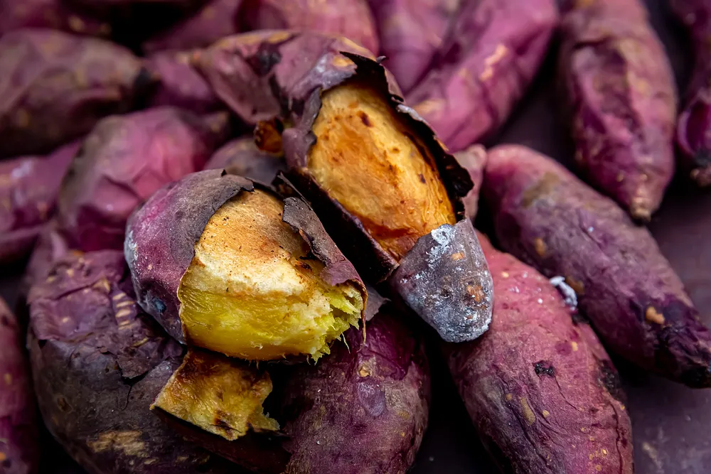 고구마 심는시기 키우는 법_4