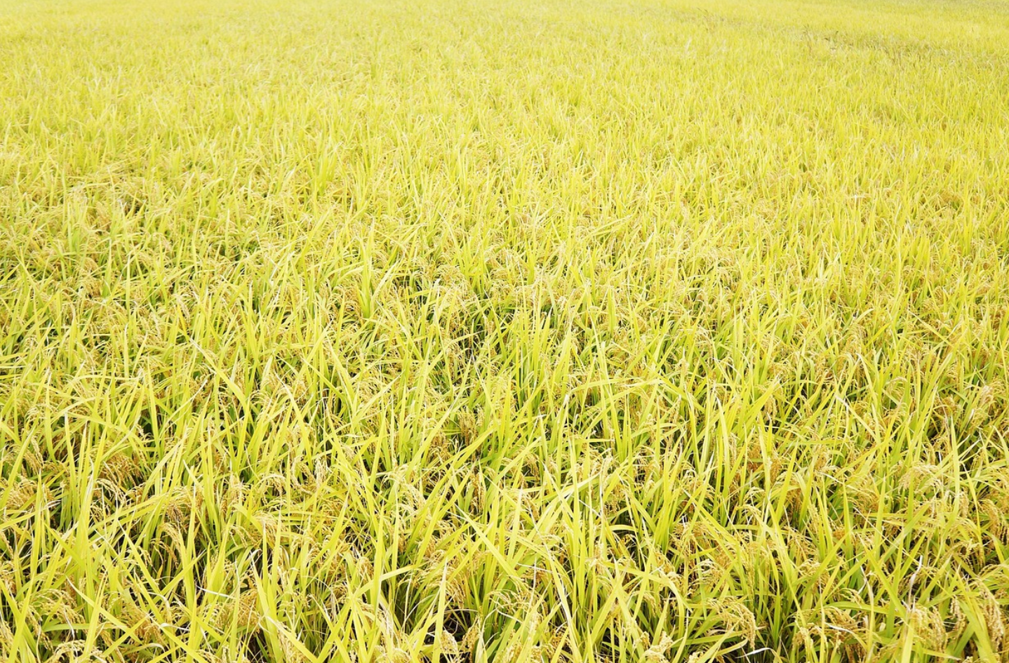 논에서-잘-자라고-있는-벼-사진