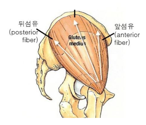 중둔근 섬유