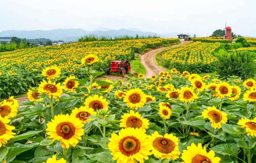 7월-꽃축제-하는곳