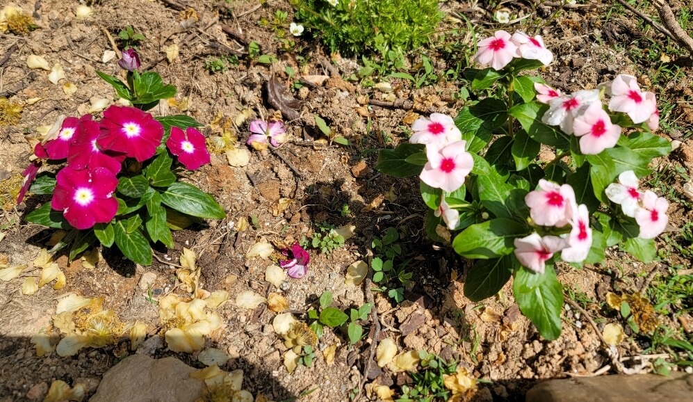 빨간색과-분홍색-일일초-사진