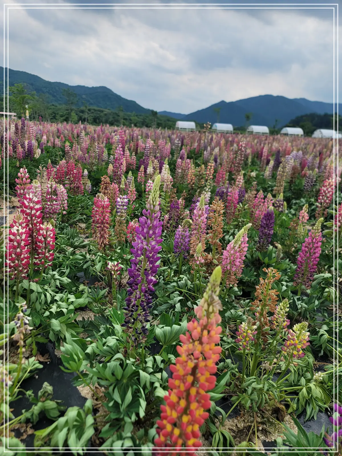 batch_20250615_152049