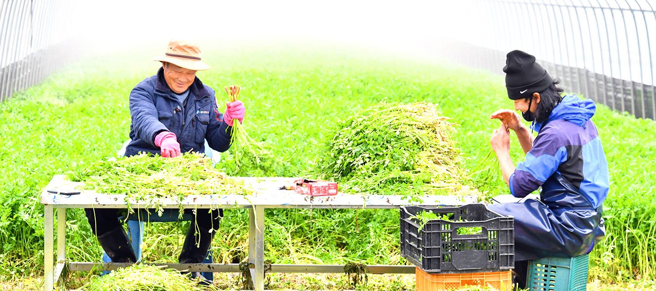 원동 미나리축제