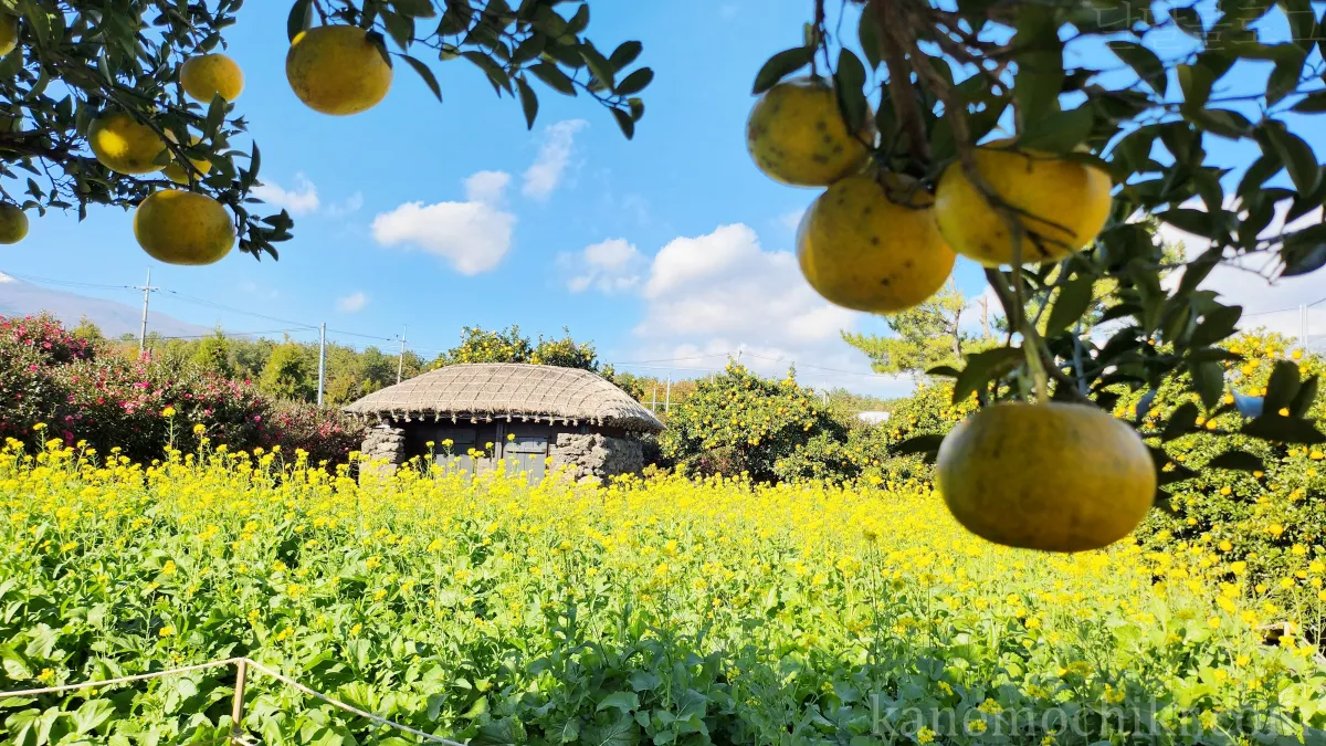 제주도-휴애리-유채꽃사진
