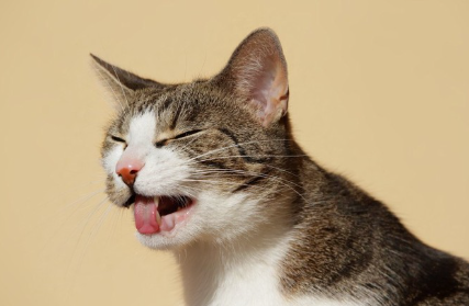 눈을 감고 혀를 내미는 고양이.