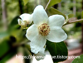노각나무 꽃 -약용 자생 목초