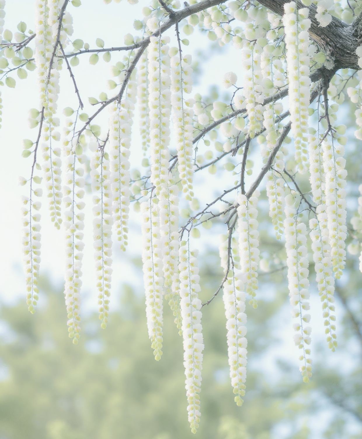 사실은 수줍음 많은 은방울꽃 나무