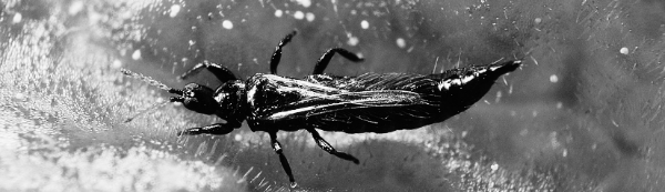 납작한 원통 모양