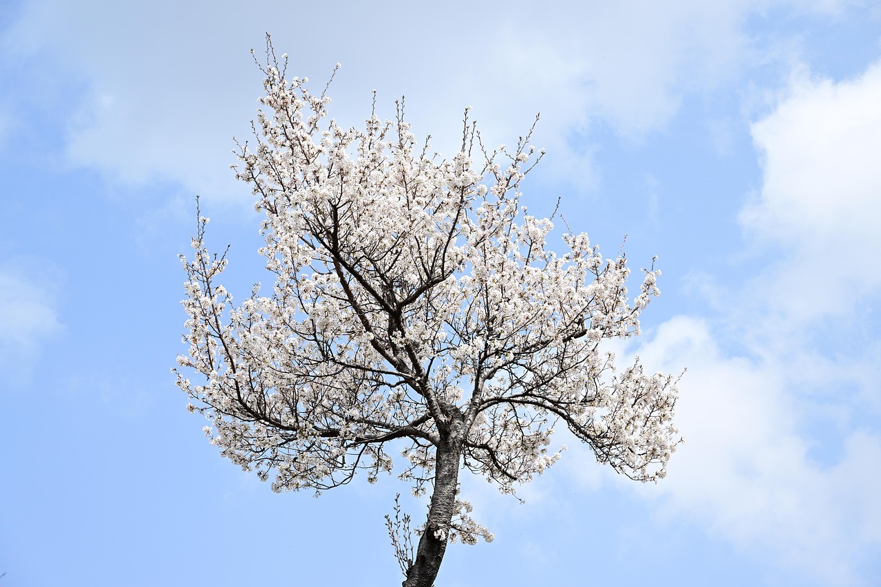 벚꽃 축제 일정 총정리