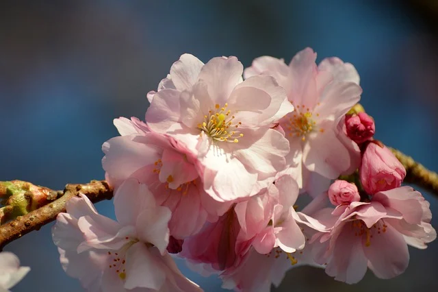 경주대릉원돌담길