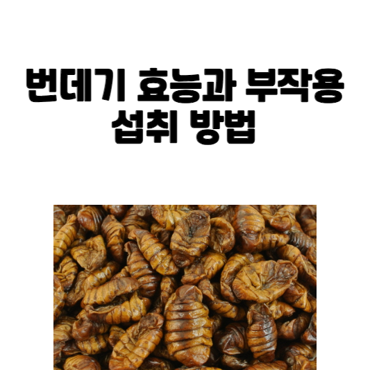 번데기 효능과 부작용 및 섭취 방법