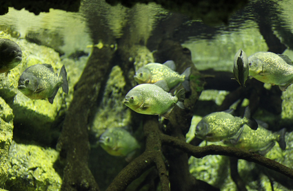 지구에서 가장 독특한 동물들