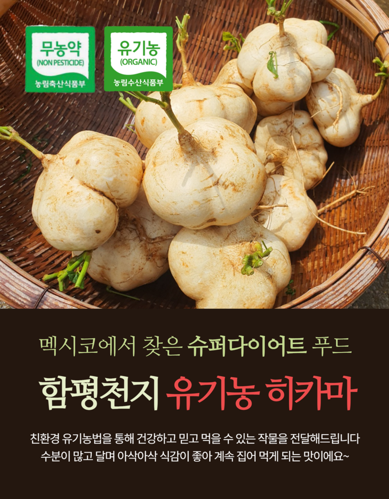 전남 함평 달콤한 인디언 감자 다이어트 당뇨 슈퍼푸드 유기농 히카마 파는 곳 전국 택배 온라인 전화 주문 추천
