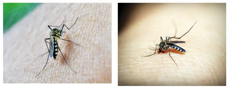 말라리아-모기-사진