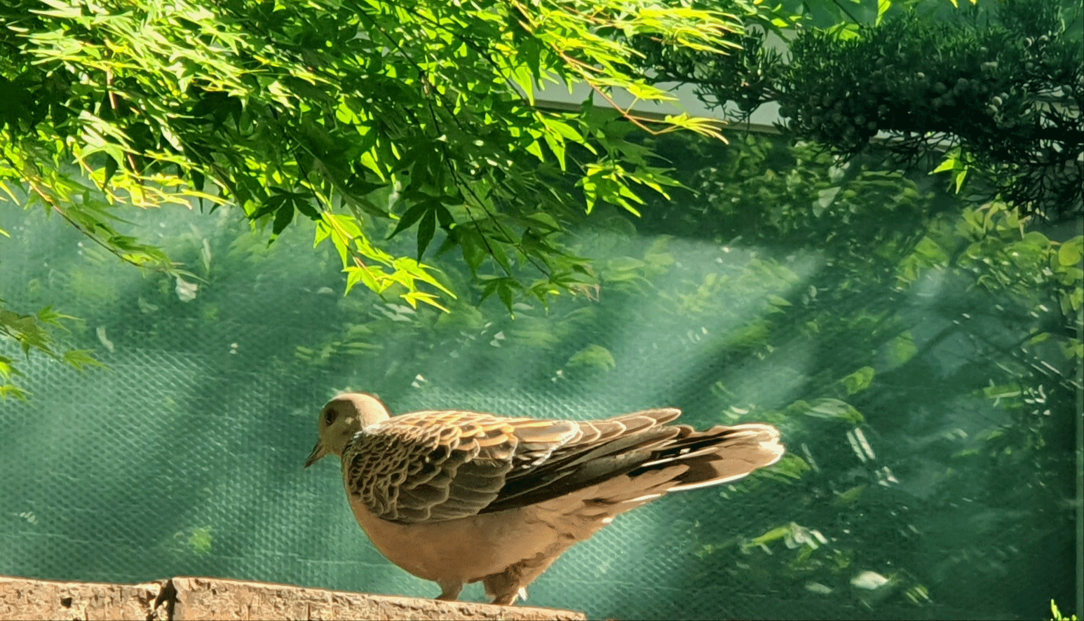 산비둘기 사진
