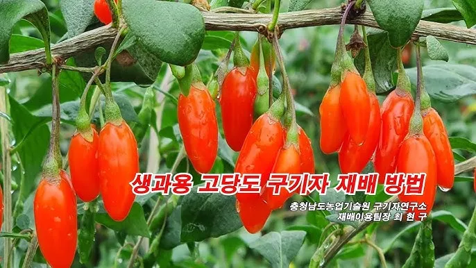 구기자 재배 삽목 번식 가지치기 건조 보관_3