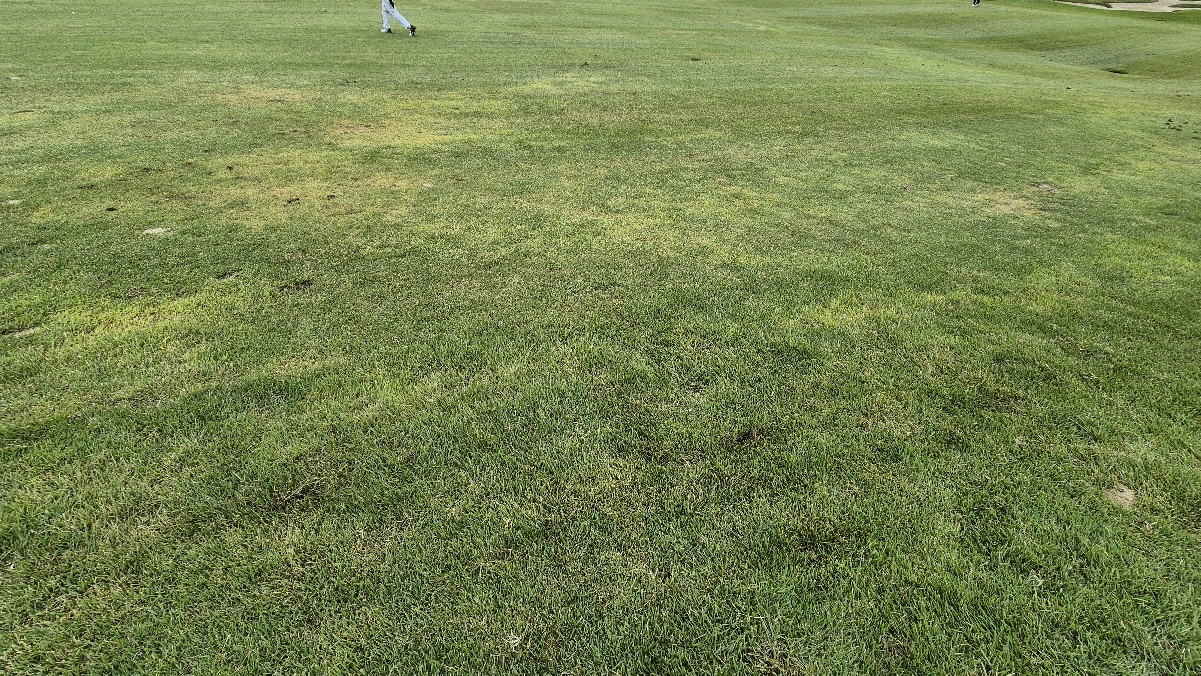 서산수cc 코스 관리 상태