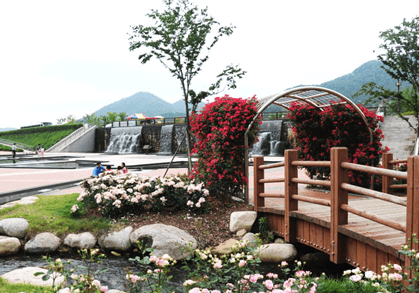 옐로우 시티 장성의 자랑! 평림댐 장미원, 12월까지 만개!