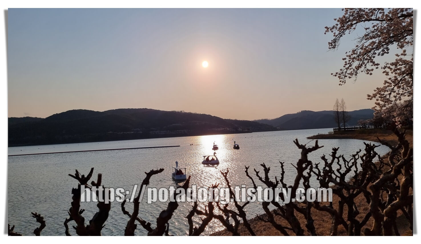 경주 보문호 벚꽃