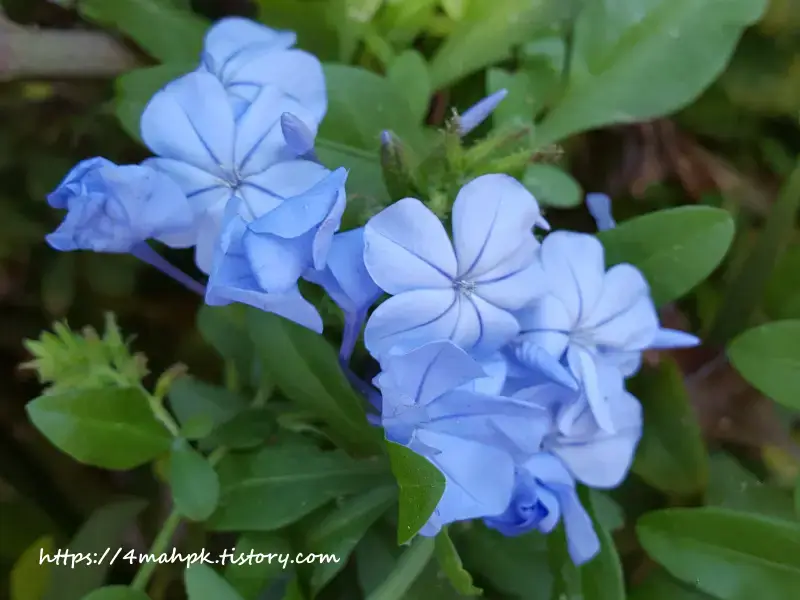 란타나 꽃말-엄숙함-강한 인내심-변화