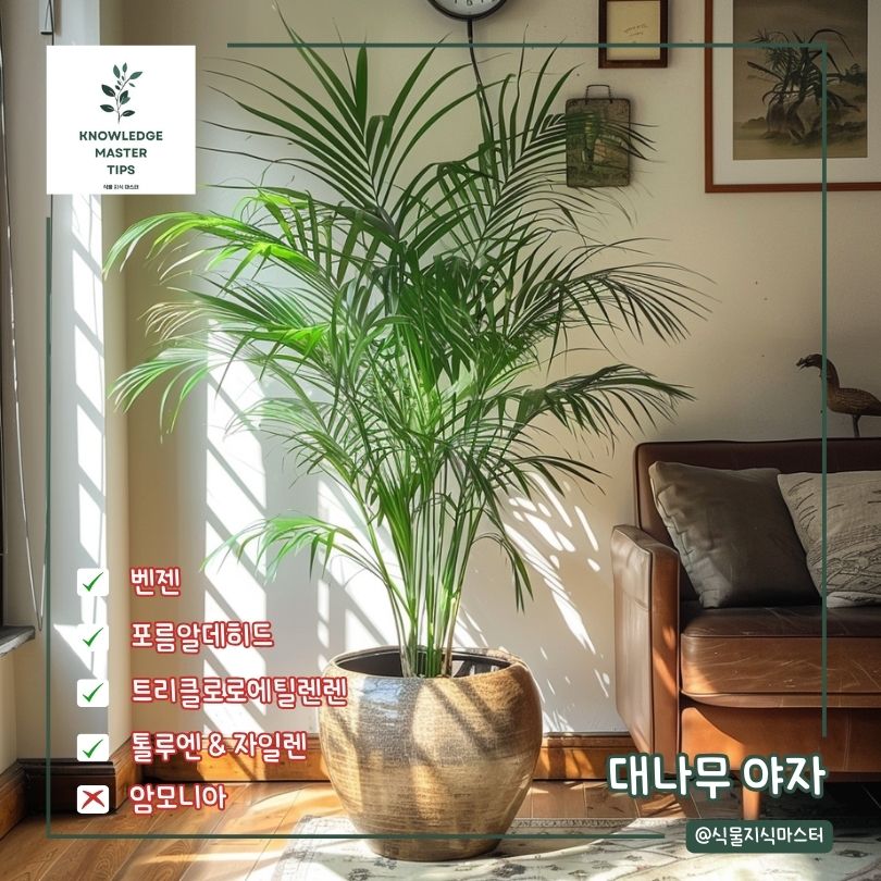 새집증후군 식물 대나무 야자