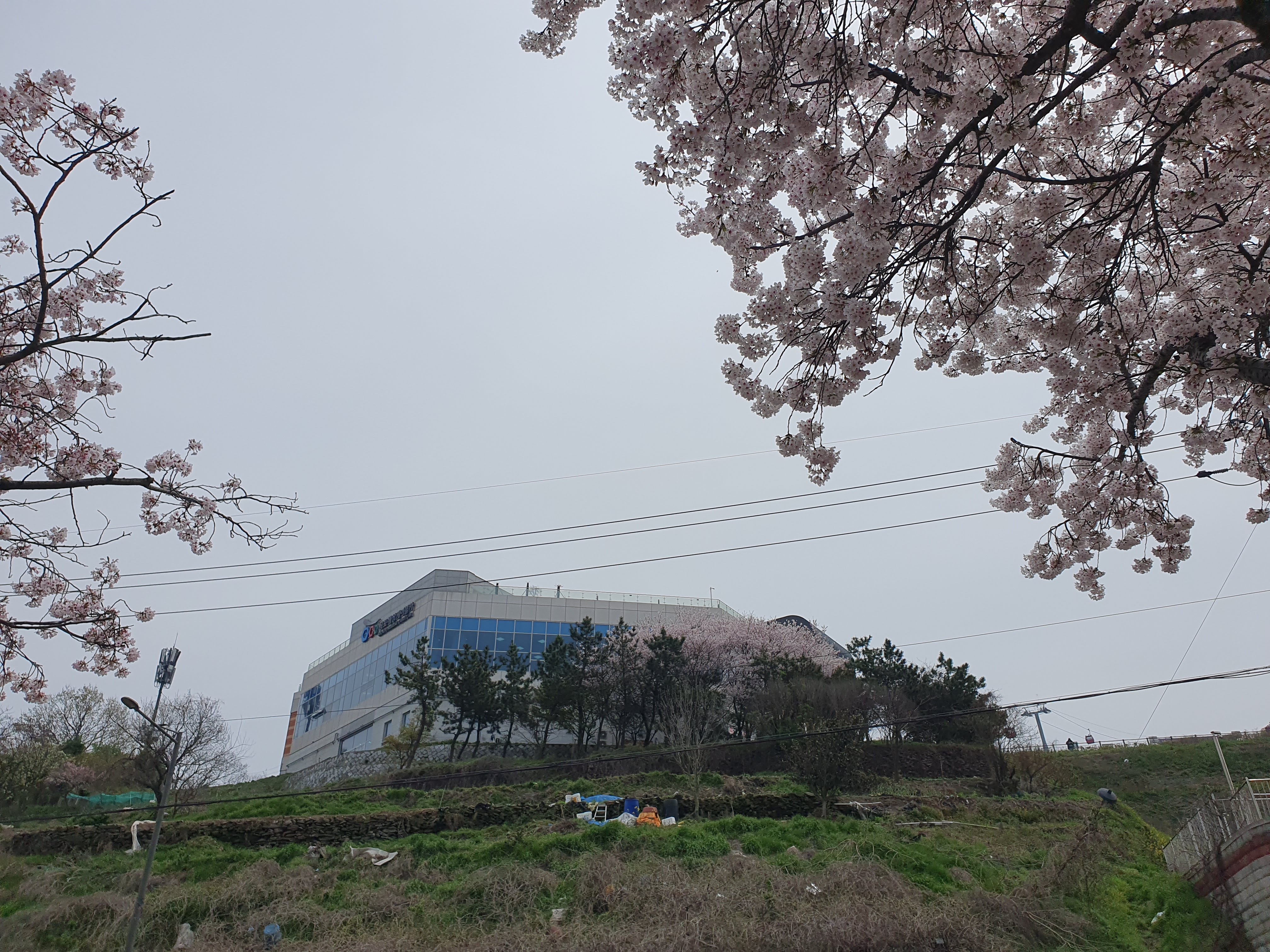 목포 벚꽃 명소